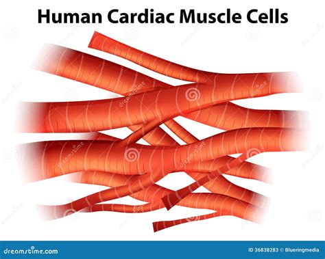 Image result for Cardiac Muscle Tissue Cells