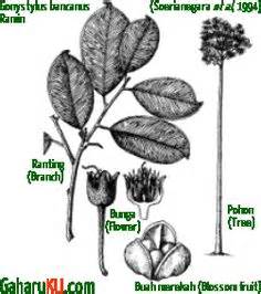 Leaf identification, Plant leaves, Leaves