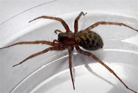 地球上10大毒蜘蛛，第一攻击性极强会致命，你知道几种？-搜狐大视野-搜狐新闻