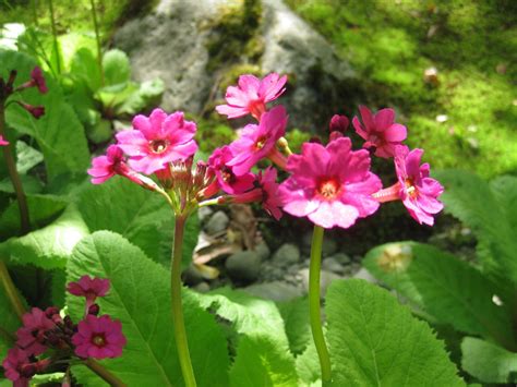 Primula Japonica Flower Seeds, Heirloom, Non-GMO Seeds for Planting ...