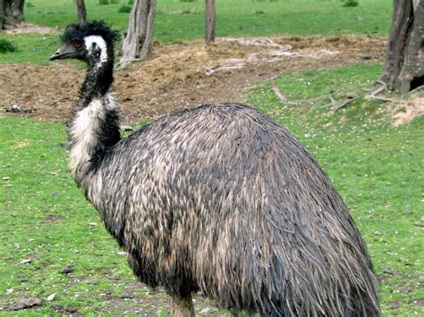 interesting facts Which are the creatures that cannot fly even after ...