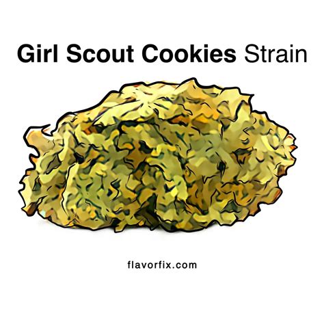 Girl Scout Cookies Strain | GSK Weed Strain Info | Flavor Fix