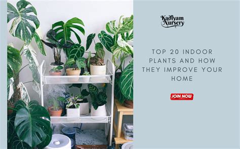 Top 20 Indoor Plants and How They Improve Your Home — Mahindra Nursery