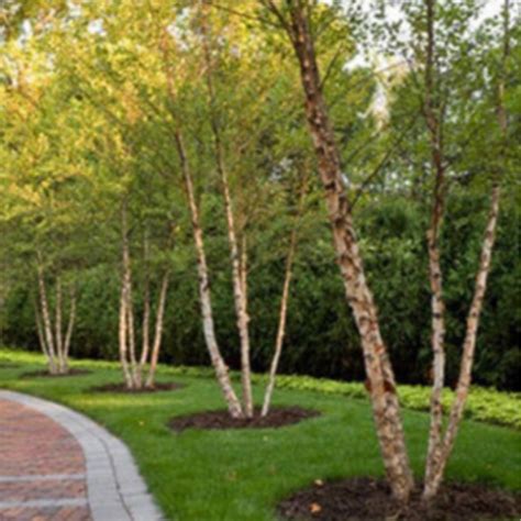 Birch - Clump River Birch - 202 Tree Center