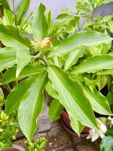 Cloud Farm Insulin Plant Price in India - Buy Cloud Farm Insulin Plant ...