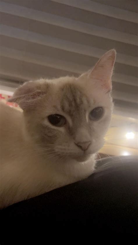 How can I deal with my cats cauliflower ear? : r/vet