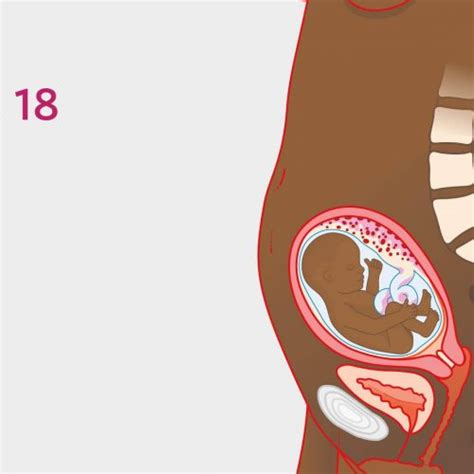 18 Week Pregnant | What To Expect, Baby Development & Tips