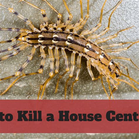 Garden Centipede Poisonous | Fasci Garden
