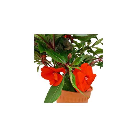 new guinea impatiens sun or shade