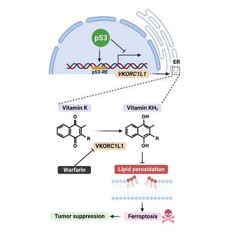 Coumadin Mechanism Of Action