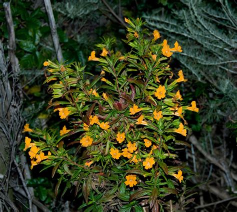 Diplacus aurantiacus ssp. aurantiacus (Sticky monkeyflower)