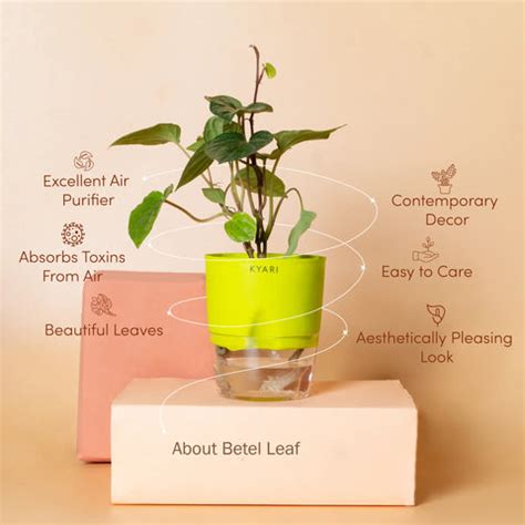 Betel Leaf Plant With Self-Watering Pot - Magai Plant | Kyari – Kyari.co