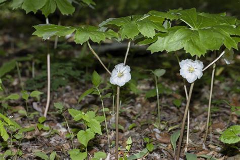 Mayapple - Podophyllum Peltatum | Groundcover | Cold Stream Farm
