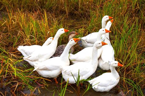 What Is a Group of Geese Called? (Complete List + Why?)