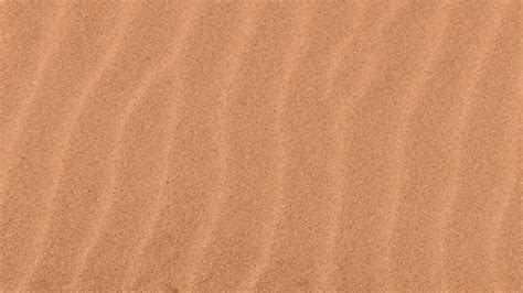 Image result for Sand Lizard