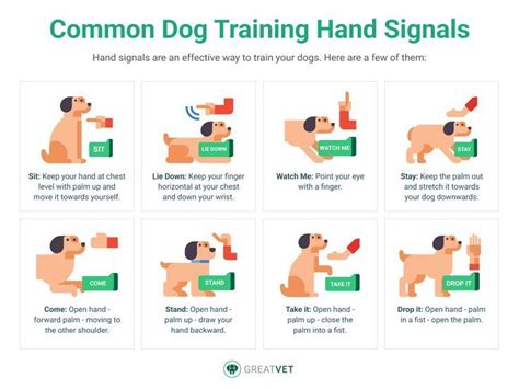 training a puppy with hand signals