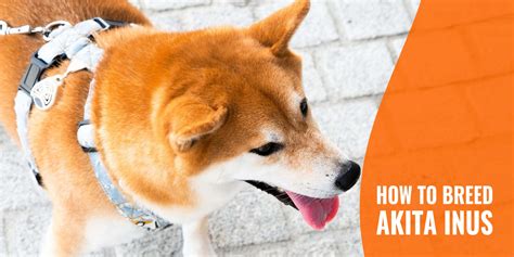 Overbreeding Dogs — Definition, Risks & Disambiguation