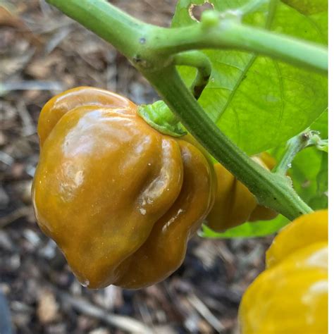 Gold Scotch Bonnet Pepper Live Plant | Tyler Farms