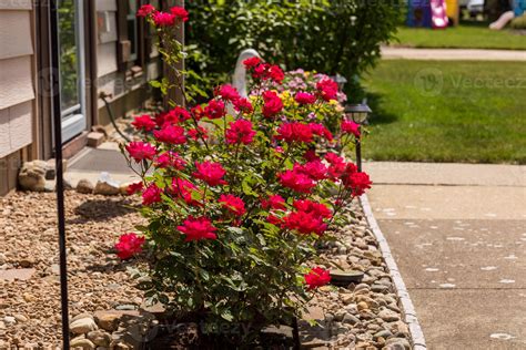 a cherry red rose bushes blooming in the front garden 39088076 Stock ...