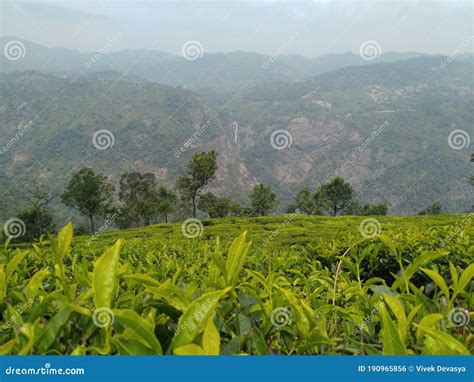 Tea estate located in Ooty stock photo. Image of wallpaper - 190965856