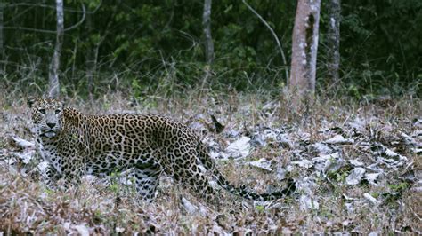 Tiger Reserves in South India | The Serai Kabini