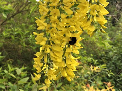Image result for Pruning a Laburnum Tree