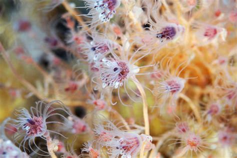 Beautiful, Alien Like Sea Creatures!