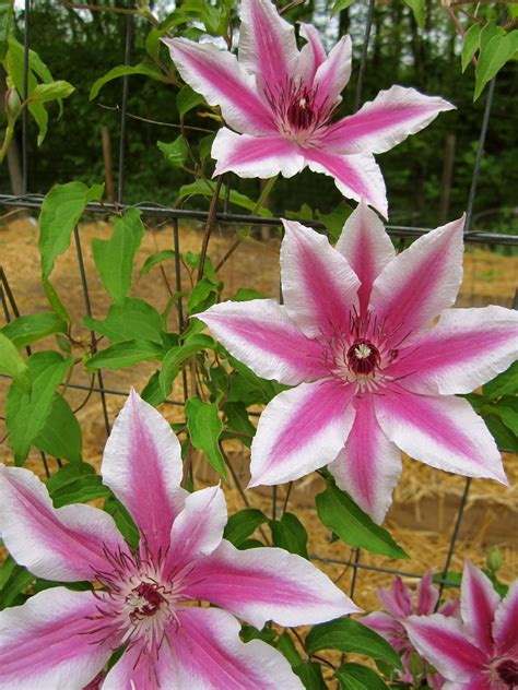Types of clematis how to identify yours – Artofit