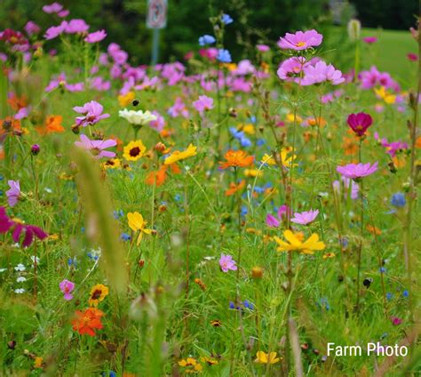 Northeast Wildflower Seed Mix - Vermont Wildflower Farm