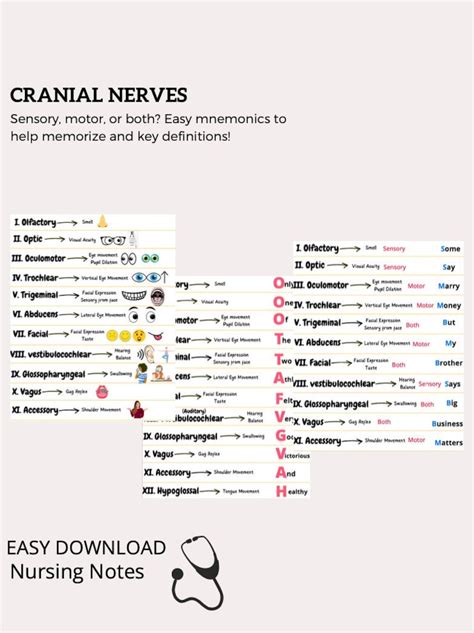 Cranial Nerves Anatomy Names Functions And Mnemonics Cranial Nerves ...