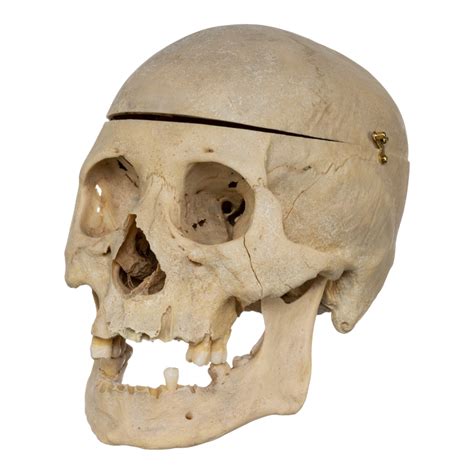 Real Human Skull For Sale — Skulls Unlimited International, Inc.