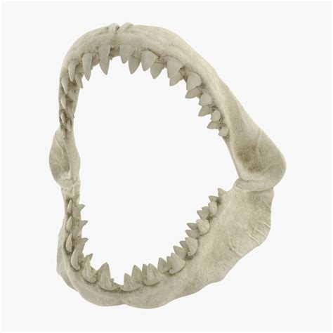 tiger shark jaw drawing