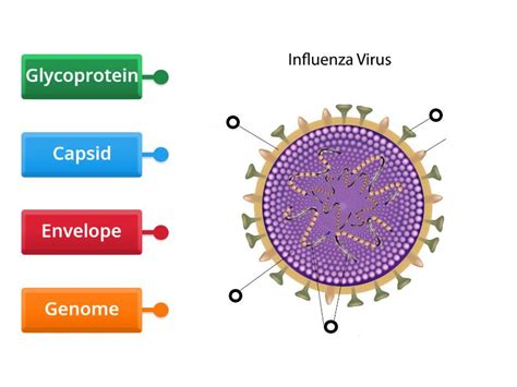 Image result for Virus Anatomy Explained