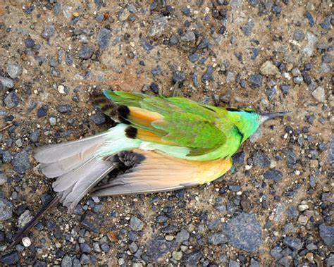 Impact of Makar Sankranti on Birds, And How to Protect them from ...