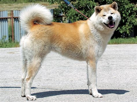 人と暮らす山野の化身たち 日本犬探訪 その6 東北の横綱 「秋田犬」 | めぐりジャパン