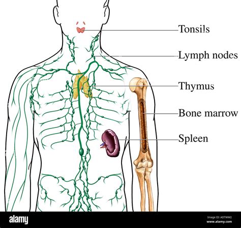 Thymus Gland High Resolution Stock Photography and Images - Alamy