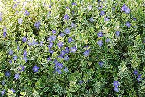 Image result for Growing Wandering Jew Plants