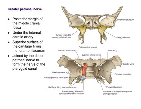pterygopalatine_fosssa.pdf