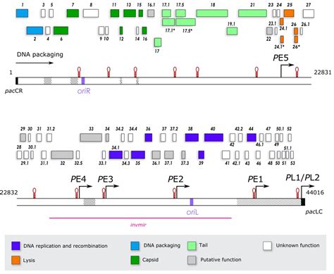 The Revisited Genome of Bacillus subtilis Bacteriophage SPP1