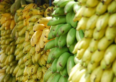 Exports of Ecuador Bananas Set to Leap - Biz Latin Hub