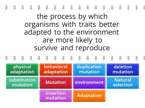 Mutation Evolution Examples 的图像结果