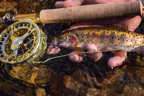 Trout Season - Rocky Mountain National Park