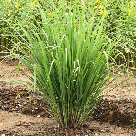 Lemongrass Plants - Lemongrass Planting Guide – Easy To Grow Bulbs