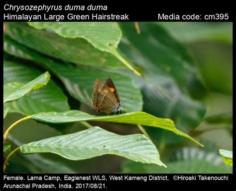 Chrysozephyrus duma (Hewitson, 1869) - Large Green Hairstreak | Butterfly