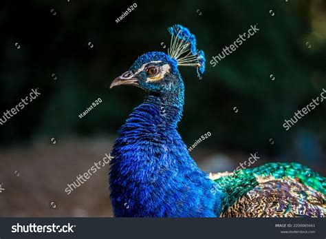 Peacock Spanish Park During Summer Stock Photo 2200065661 | Shutterstock