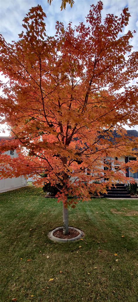 Image result for Red Maple Tree Identification