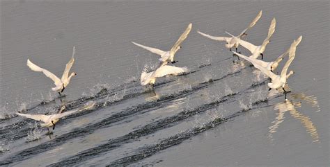 内蒙古日报数字报-候鸟集群 赴一场春之约