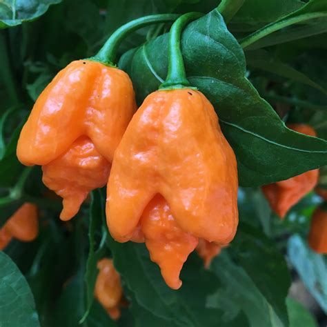 Carolina Reaper Pepper Scoville Scale : What Is the Scoville Scale and ...