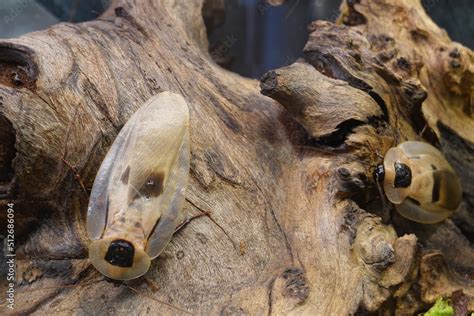 Image result for Large Cockroach