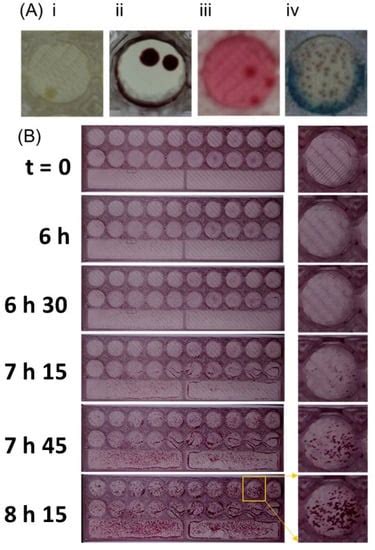 3D-Printed Dip Slides Miniaturize Bacterial Identification and ...